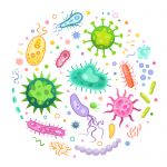 Вправа  для використання на уроці біології у 6 класі при вивченні теми «Бактерії – роль у природі і житті людини»